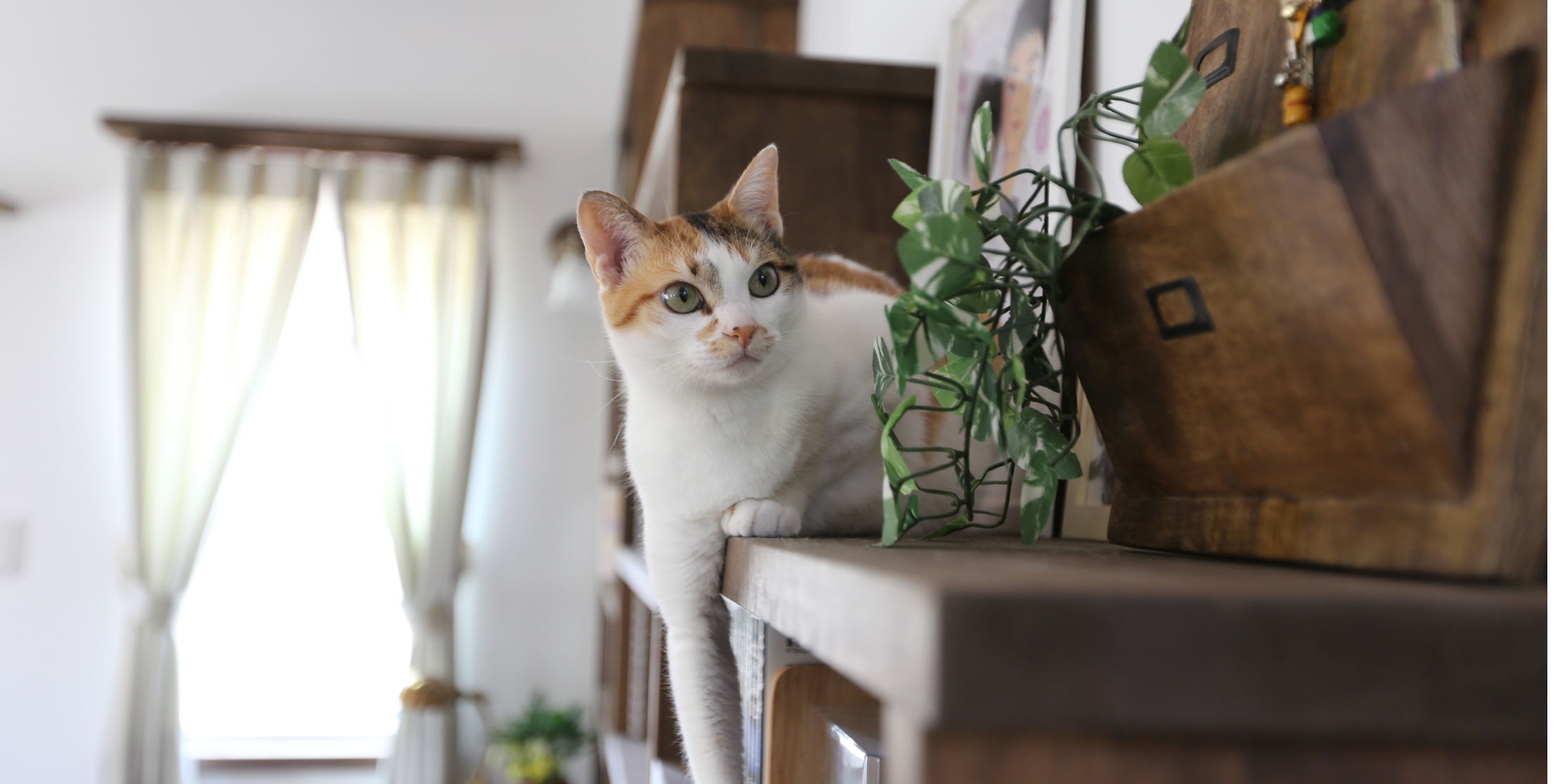 プラン住宅「Ayu-m Maman」を猫仕様にカスタマイズ